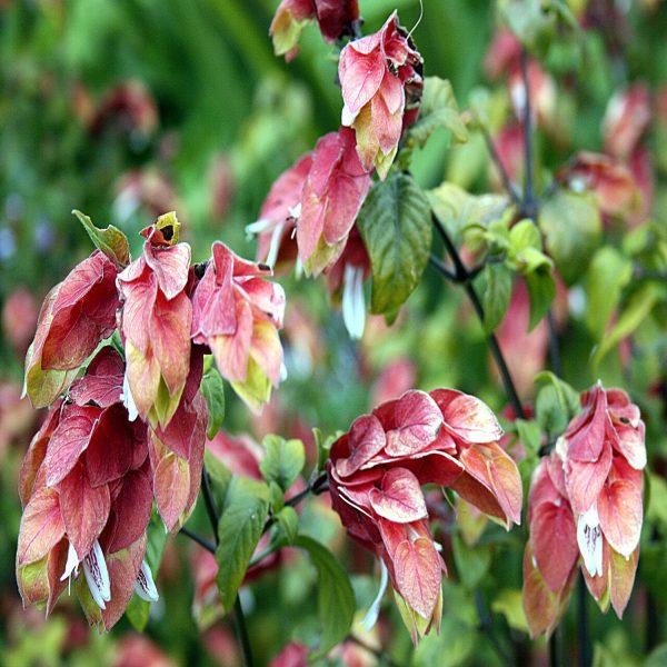 JUSTICIA BRANDEGEEANA - Image 6