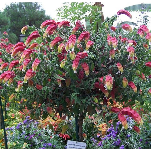 JUSTICIA BRANDEGEEANA - Image 7