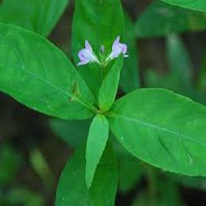 JUSTICIA OVATA
