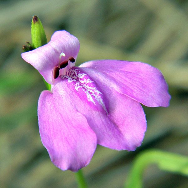 JUSTICIA OVATA - Image 3