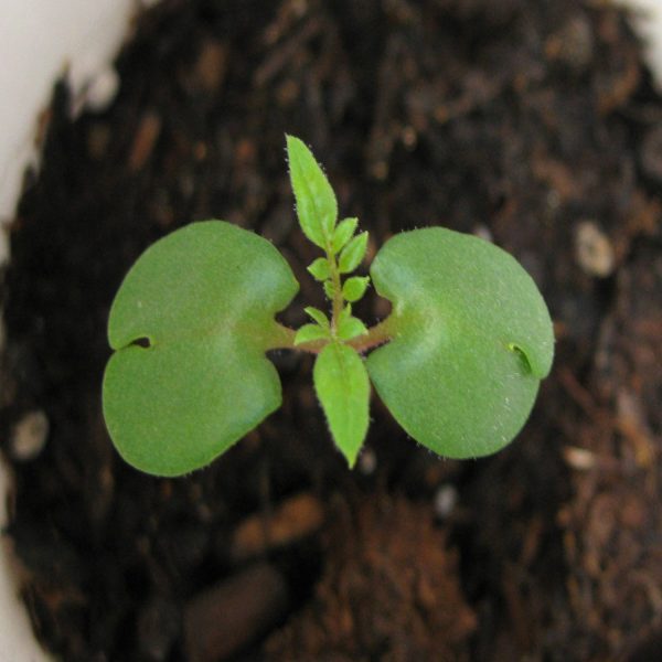 JACARANDA MIMOSIFLIA