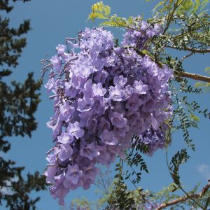 JACARANDA MIMOSIFLIA