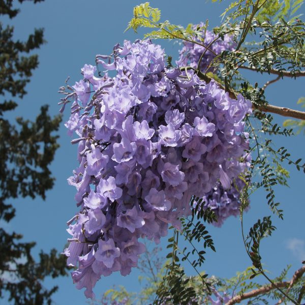JACARANDA MIMOSIFLIA - Image 2