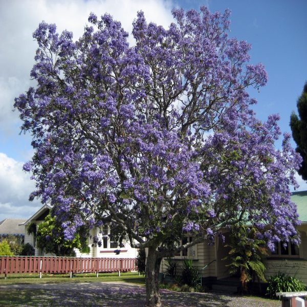 JACARANDA MIMOSIFLIA - Image 4