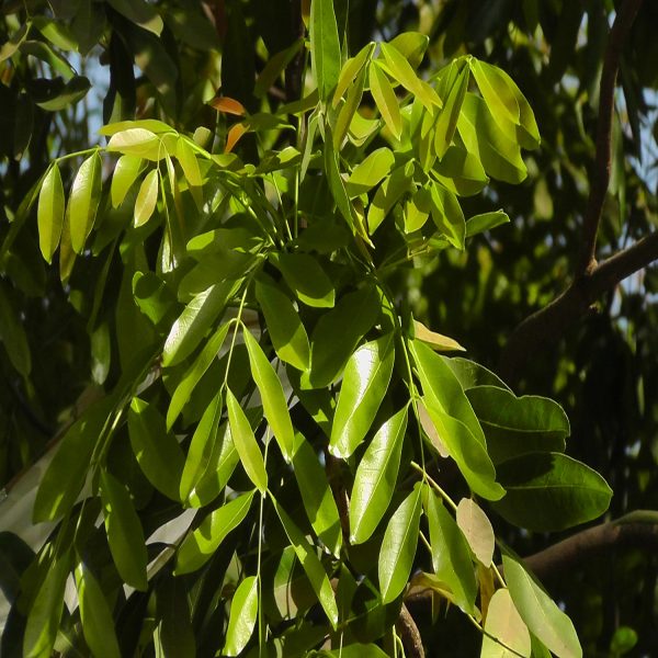 KHAYA SENEGALENSIS - Image 4