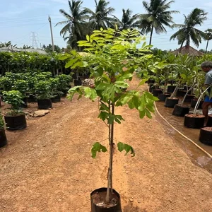 KHAYA SENEGALENSIS