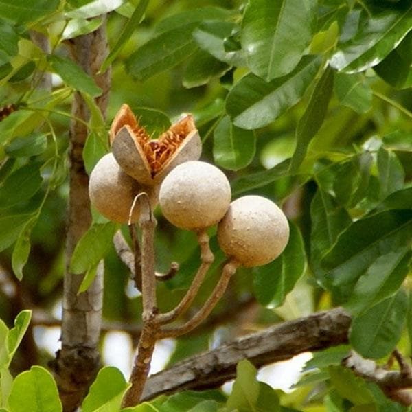 KHAYA SENEGALENSIS - Image 3