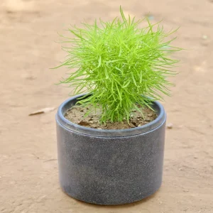 KOCHIA