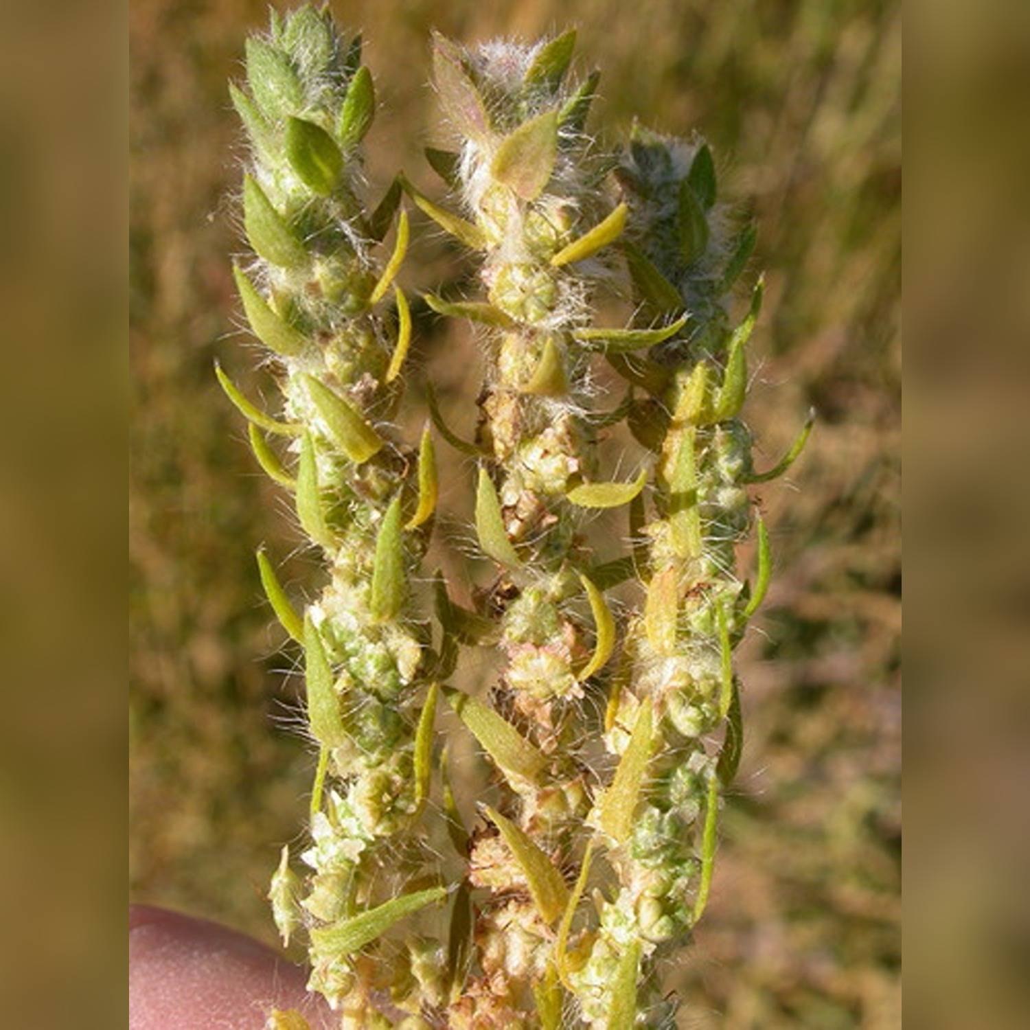 KOCHIA SPP. - Image 6