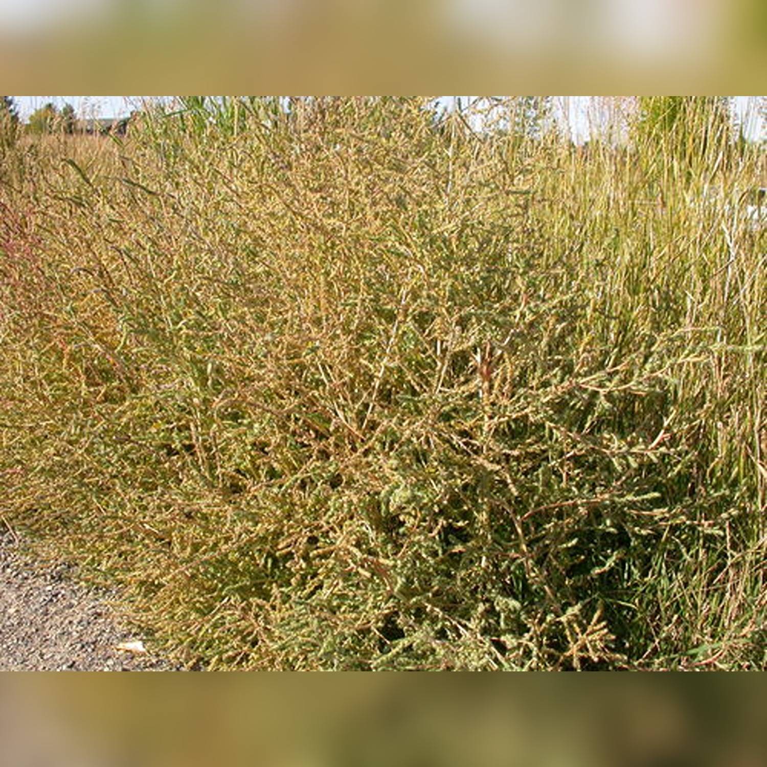 KOCHIA SPP. - Image 7