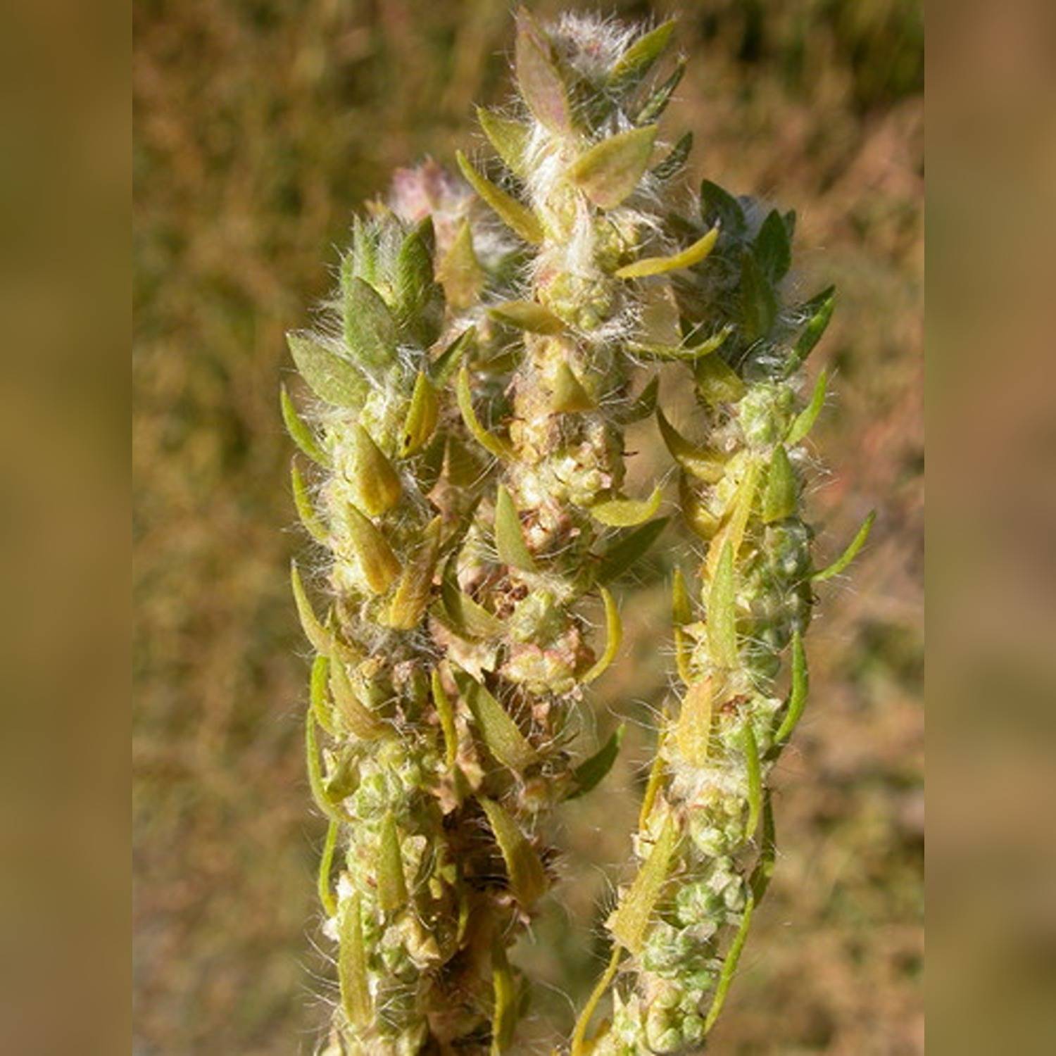 KOCHIA SPP. - Image 5