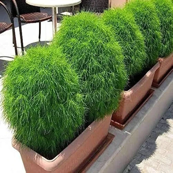 KOCHIA - Image 4