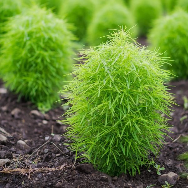 KOCHIA - Image 3