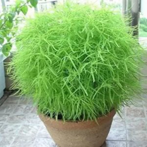 KOCHIA