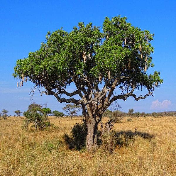 KIGELIA PINNATA