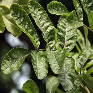 KIGELIA PINNATA