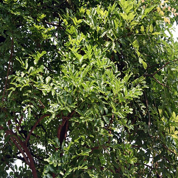 KIGELIA PINNATA - Image 3