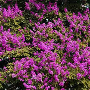 LAGERSTROEMIA INDICA ALIPORENSIS