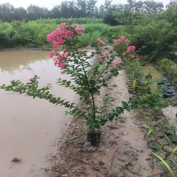 LAGERSTROEMIA INDICA ALIPORENSIS - Image 3