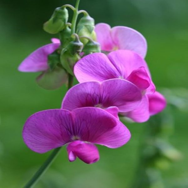 LATHYRUS ODORATUS - Image 5