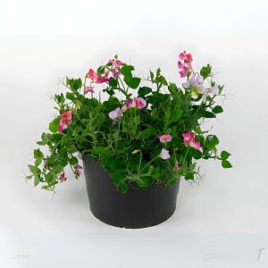 LATHYRUS ODORATUS