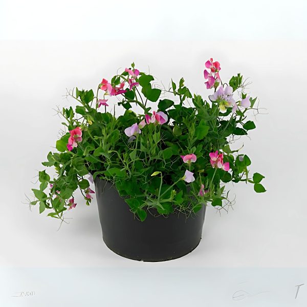 LATHYRUS ODORATUS