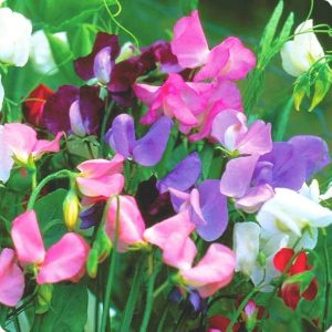 LATHYRUS ODORATUS