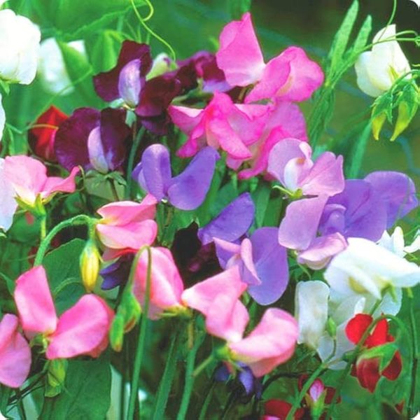 LATHYRUS ODORATUS - Image 2