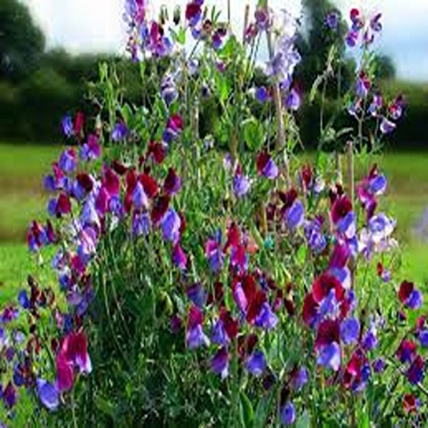 LATHYRUS ODORATUS - Image 3