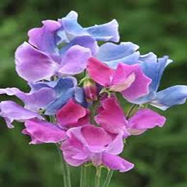 LATHYRUS ODORATUS - Image 4