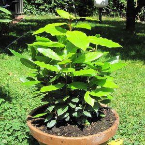 LAURUS NOBOLIS
