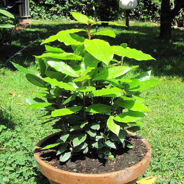 LAURUS NOBOLIS