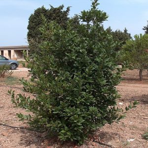 LAURUS NOBOLIS