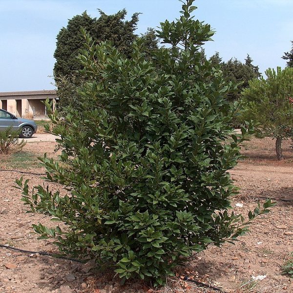LAURUS NOBOLIS - Image 2