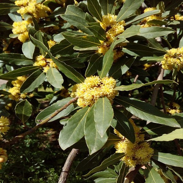LAURUS NOBOLIS - Image 3