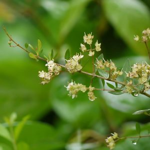 LAWSONIA INERMIS ALBA