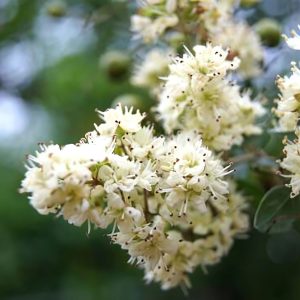 LAWSONIA INERMIS ALBA