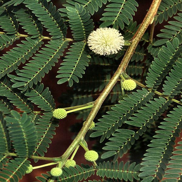 LEUCAENA LEUCOCEPHALA - Image 7
