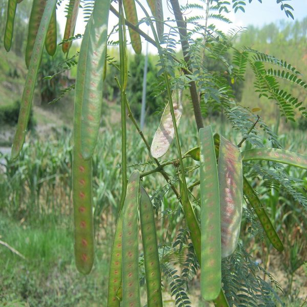 LEUCAENA LEUCOCEPHALA - Image 3