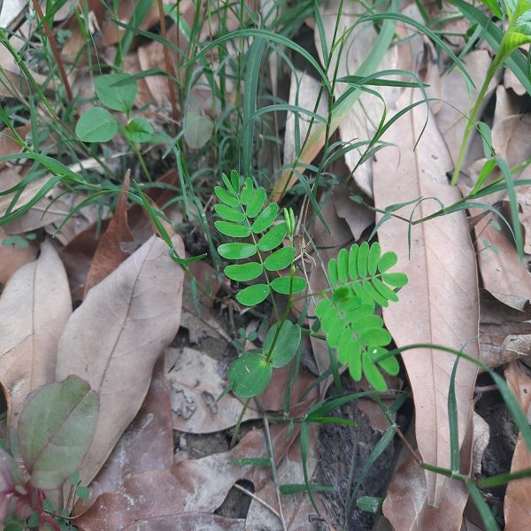 LEUCAENA LEUCOCEPHALA - Image 4