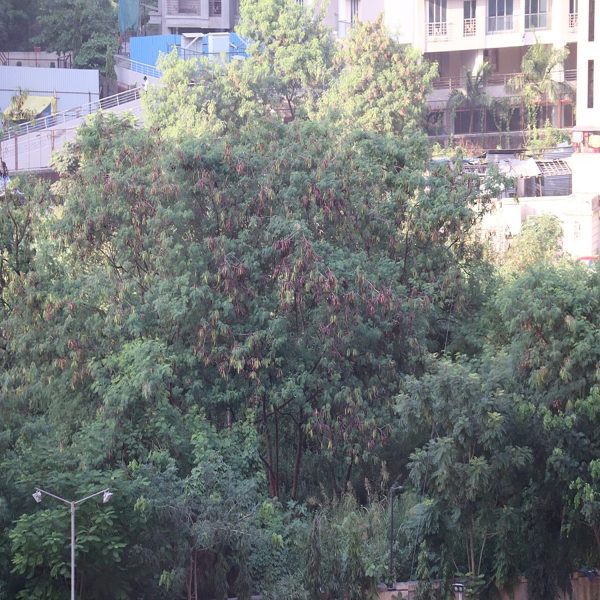 LEUCAENA LEUCOCEPHALA - Image 6
