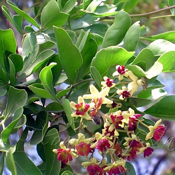 LIMONIA ACIDISSIMA - Image 7