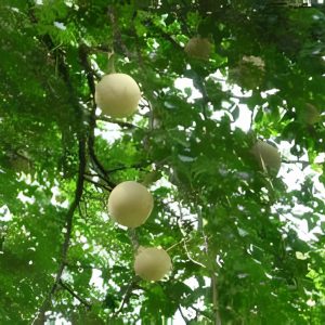 LIMONIA ACIDISSIMA