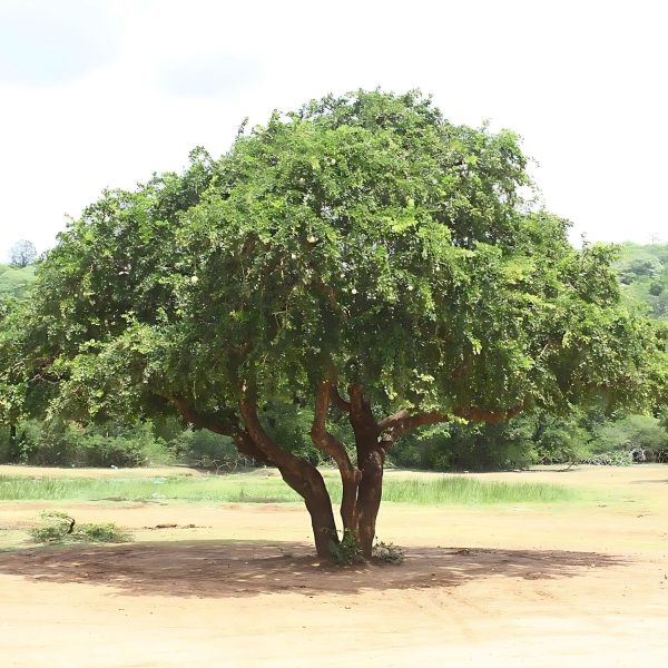 LIMONIA ACIDISSIMA - Image 4