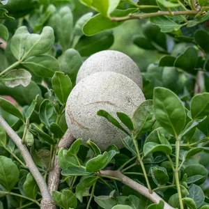 LIMONIA SPECIES