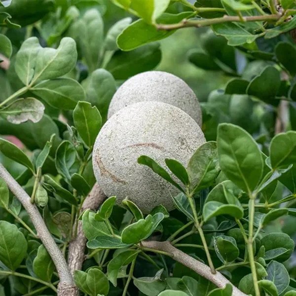 LIMONIA SPECIES - Image 2