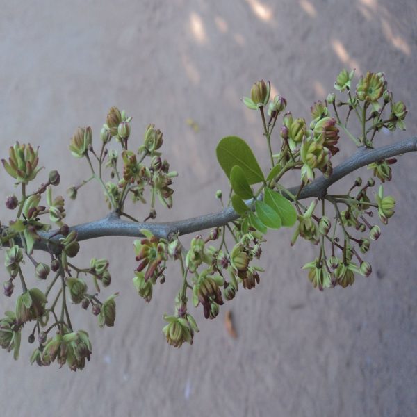 LIMONIA SPECIES - Image 3