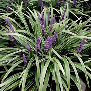 PHP-LIRIOPE MUS. VARIEGATA