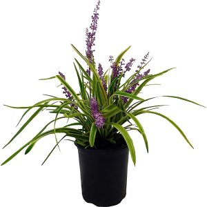 PHP-LIRIOPE MUS. VARIEGATA