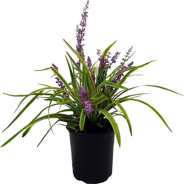 PHP-LIRIOPE MUS. VARIEGATA